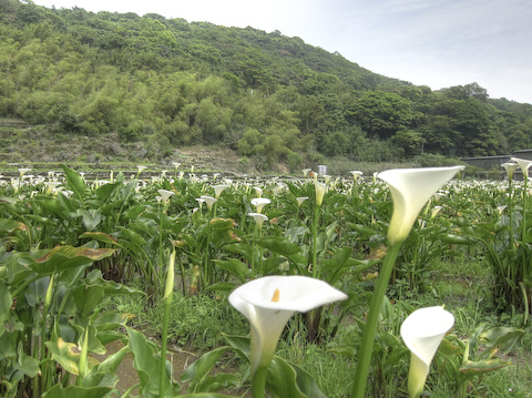 Taiwan24-30Apr10 - Calla lilies at Zhuzihu (竹子湖, Bamboo Lake) in Yangmingshan National Park (陽明山國家公園) Calla lilies at Zhuzihu (竹子湖, Bamboo Lake) in Yangmingshan National Park (陽明山國家公園)