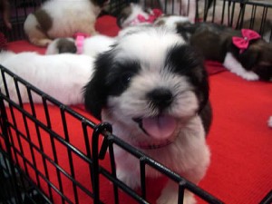 bangkok_10052008_03 Puppy at Chatukchak