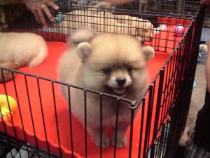 bangkok_10052008_04 Puppy at Chatukchak