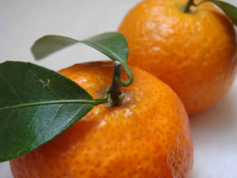 oxpicious_2009 oxpicious_2009